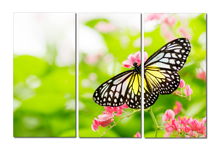 Leinwandbild Schmetterling mit Blüten
